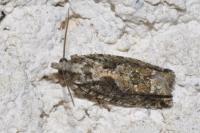 Zeiraphera isertana