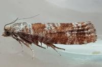 Rhyacionia pinivorana/miniatana
