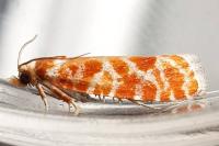 Rhyacionia pinicolana