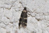 Oegoconia