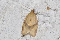 Clepsis consimilana
