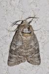 Cossus cossus