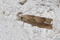 Eucosma conterminana