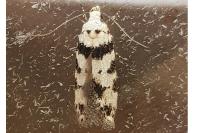 Pseudotelphusa scalella