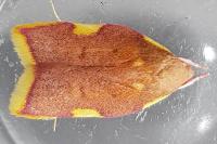 Carcina quercana