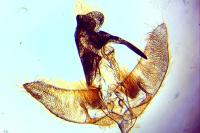 Agonopterix ciliella