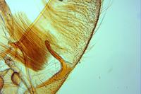 Agonopterix ciliella