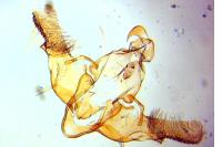 Homaloxestis briantiella