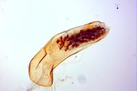 Homaloxestis briantiella
