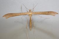 Stenoptilia stigmatodactyla