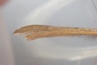 Stenoptilia stigmatodactyla