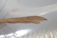 Stenoptilia stigmatodactyla
