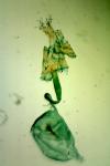 Stenoptilia stigmatodactyla