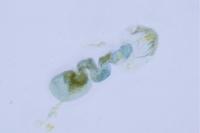 Stigmella eberhardi