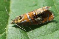 Olethreutes arcuella