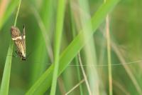Nemophora degeerella