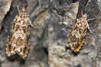 Enarmonia formosana