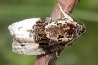 Apotomis betuletana