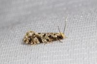 Nemapogon inconditellus