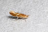 Phyllonorycter corylifoliella
