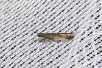 Coptotriche angusticollella