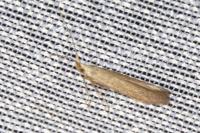 Coleophora salicorniae