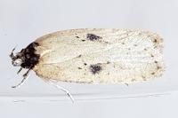 Agonopterix subpropinquella