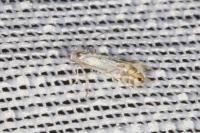 Phyllonorycter heegeriella
