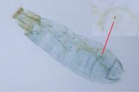 Phyllonorycter corylifoliella
