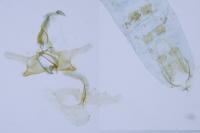 Coleophora salicorniae