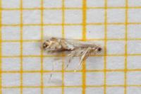 Phyllonorycter heegeriella