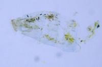 Phyllonorycter heegeriella