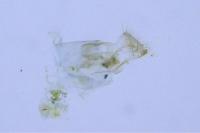 Phyllonorycter heegeriella