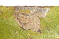 Stigmella salicis
