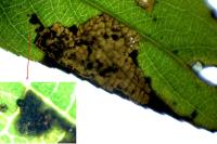 Stigmella obliquella