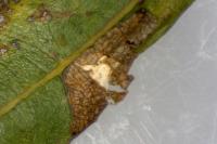 Phyllonorycter