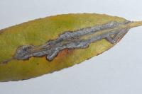 Phyllocnistis saligna
