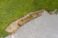 Coptotriche gaunacella