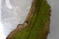 Coptotriche gaunacella