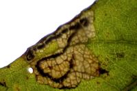 Stigmella salicis