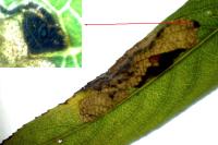 Stigmella obliquella