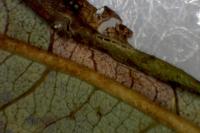 Phyllonorycter