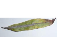 Phyllocnistis saligna