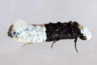 Trichophaga bipartitella