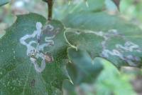 Acrocercops brongniardella
