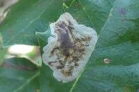 Phyllonorycter belotella