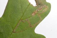 Stigmella aceris