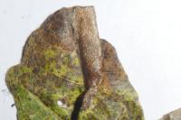 Phyllonorycter acerifoliella
