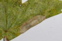 Phyllonorycter acerifoliella