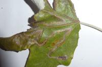 Phyllocnistis xenia